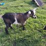 pygmy  goats purebred Image 4