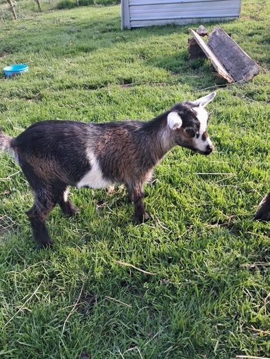 pygmy  goats purebred