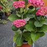 Hydrangea Image 3