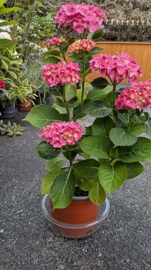 Hydrangea