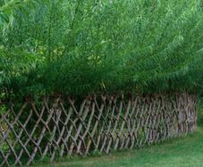 Willow for Living Fence / Screen