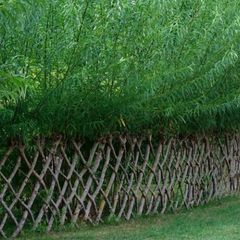 Willow for Living Fence / Screen