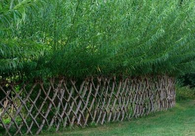 Willow for Living Fence / Screen