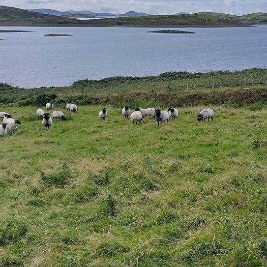 Black face horny Hoggets