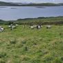 Black face horny Hoggets Image 3