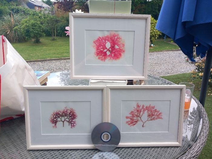3 seaweed paintings, real seaweed, no post, D18