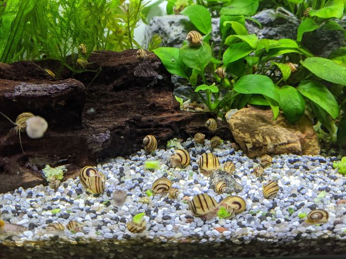 Asolene spixi aquarium snails