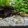 Asolene spixi aquarium snails Image 2