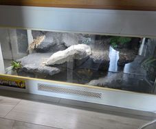reptile tank
