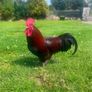 NO LONGER AVAILABLE- Rooster - Free to a good home Image 4