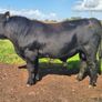 Aa Pbr Bulls Image 8