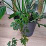 tall Madagascar Dragon Tree (Dracaena marginata), monstera, Peace Lily plant in the black  plastic pot container Image 7