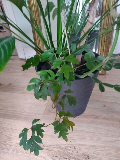 tall Madagascar Dragon Tree (Dracaena marginata), monstera, Peace Lily plant in the black  plastic pot container