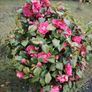 Camellia japonica Roger Hall pink Image 2
