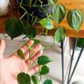 plant Image 4