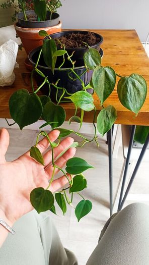 plant