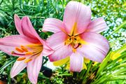XXL Tall Lilies