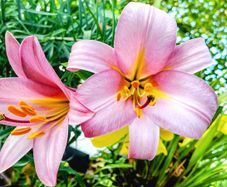 XXL Tall Lilies
