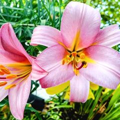 XXL Tall Lilies