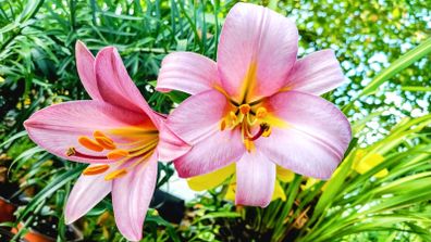 XXL Tall Lilies