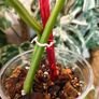 No.67 Monstera Albo Image 7