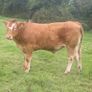 Organic Cattle Image 8