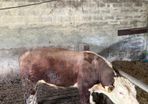 Pedigree Hereford Bull