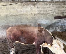 Pedigree Hereford Bull