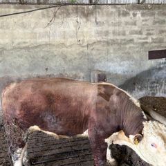 Pedigree Hereford Bull