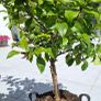Lemon Tree Image 2