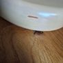 Stratocaster body brand new nitro finish Image 4
