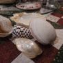 Decorative Shells Image 6