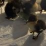 Ducklings Image 4