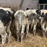 20 smashing blue bull Weanlings Image 10