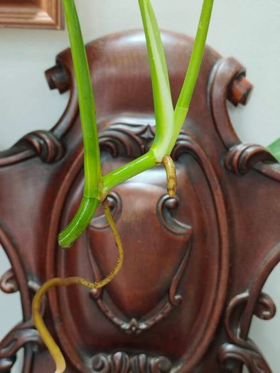 No.4 Monstera Green On Green Leaf Cutting