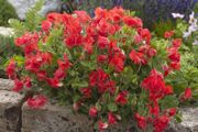 (S) Dwarf Sweet Pea Villa Roma Red Seeds 1g (601509)