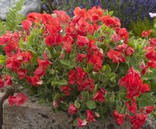 (S) Dwarf Sweet Pea Villa Roma Red Seeds 1g (601509)