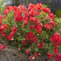 (S) Dwarf Sweet Pea Villa Roma Red Seeds 1g (601509)