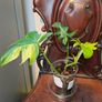 Philodendron Pedatum loss variegation Image 2