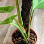 Epipremnum Aureum Marble Queen big leaves Image 6
