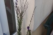 purple toadflax