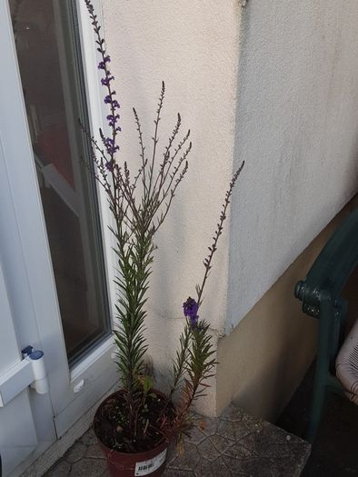purple toadflax