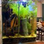 fish tank setup Image 3