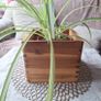 Spider Plant in Wooden Planter Image 2