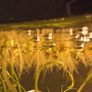 Salvinia Plant floating aquarium tropical fish tank Image 3
