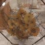 Glass Pressed Flower Hexagonal Wall Decor Image 2