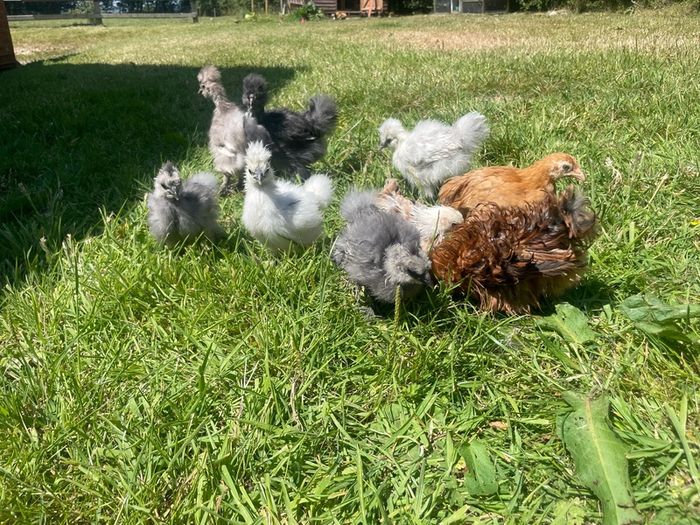 silkie chicks