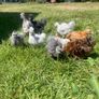 silkie chicks Image 5