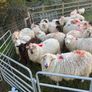 Hoggets in lamb Image 4