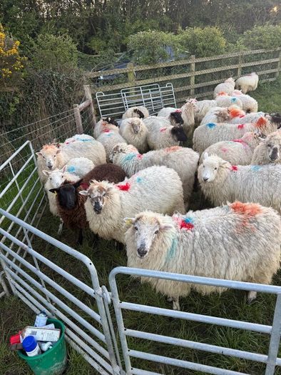 Hoggets in lamb